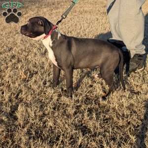 G3, American Bully Puppy