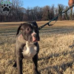G3, American Bully Puppy
