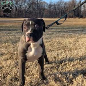 G3, American Bully Puppy