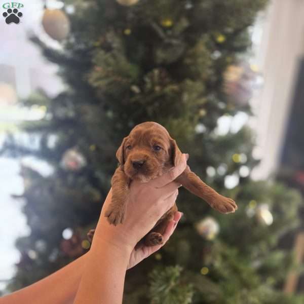 Mark, Irish Doodle Puppy