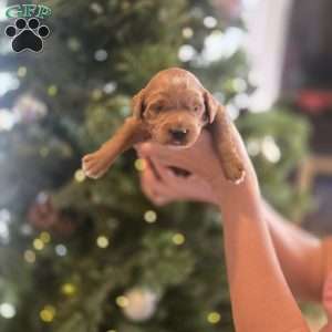 Max, Irish Doodle Puppy