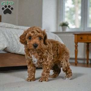Barney, Miniature Poodle Puppy