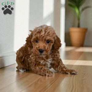 Earl, Miniature Poodle Puppy