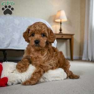 BELLA, Miniature Poodle Puppy