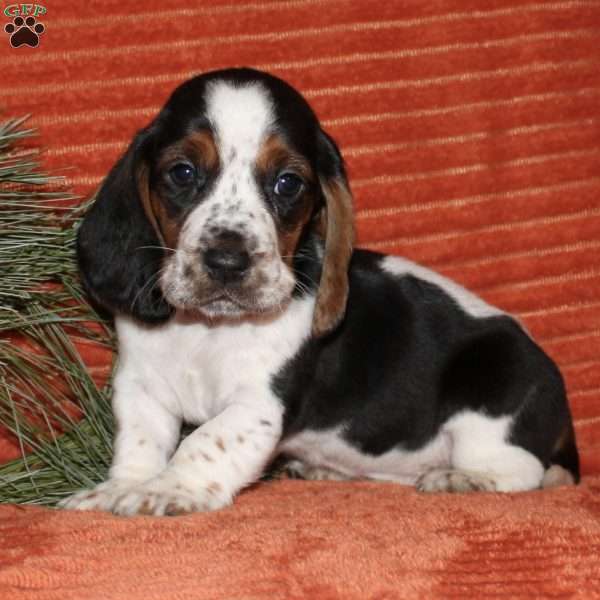 Sammy, Basset Hound Puppy