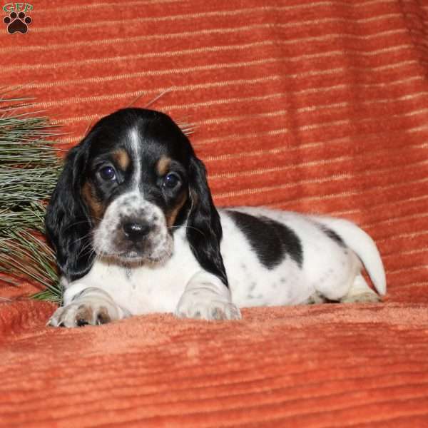 Suzie, Basset Hound Puppy
