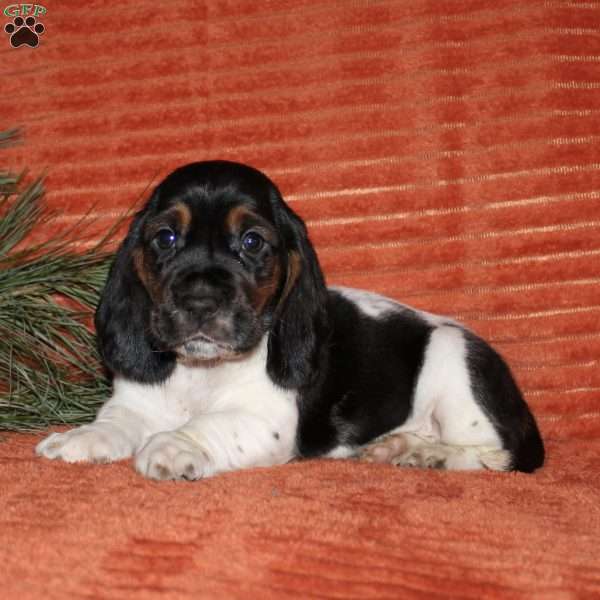 Sally, Basset Hound Puppy