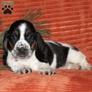Sasha, Basset Hound Puppy