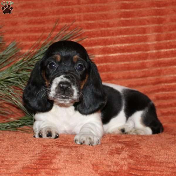Sophie, Basset Hound Puppy