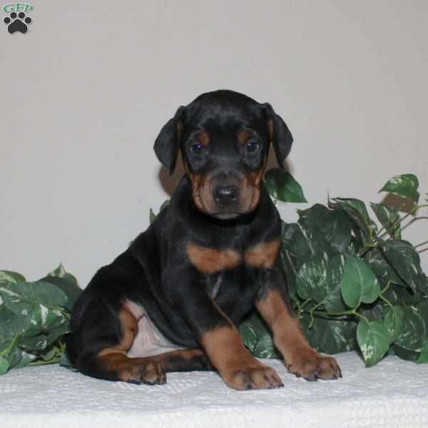 Angie, Doberman Pinscher Puppy