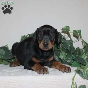 Aiden, Doberman Pinscher Puppy