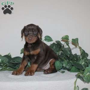 April, Doberman Pinscher Puppy