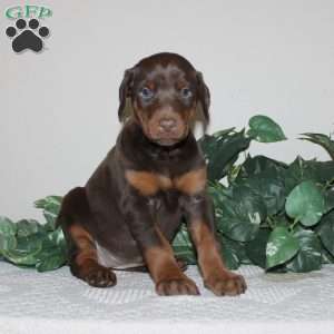 Alivia, Doberman Pinscher Puppy