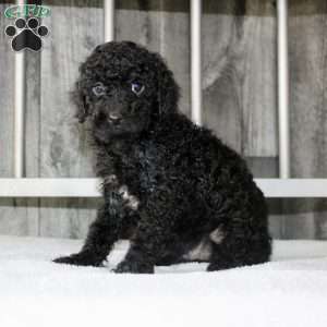 Benny, Miniature Poodle Puppy