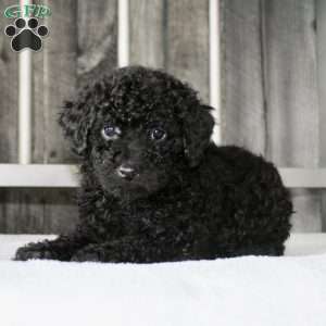 Buddy, Miniature Poodle Puppy