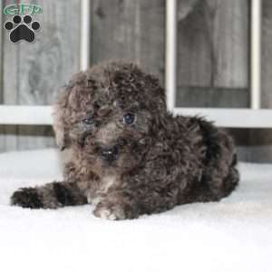 Betsy, Miniature Poodle Puppy