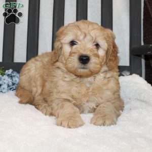 Alan, Mini Goldendoodle Puppy
