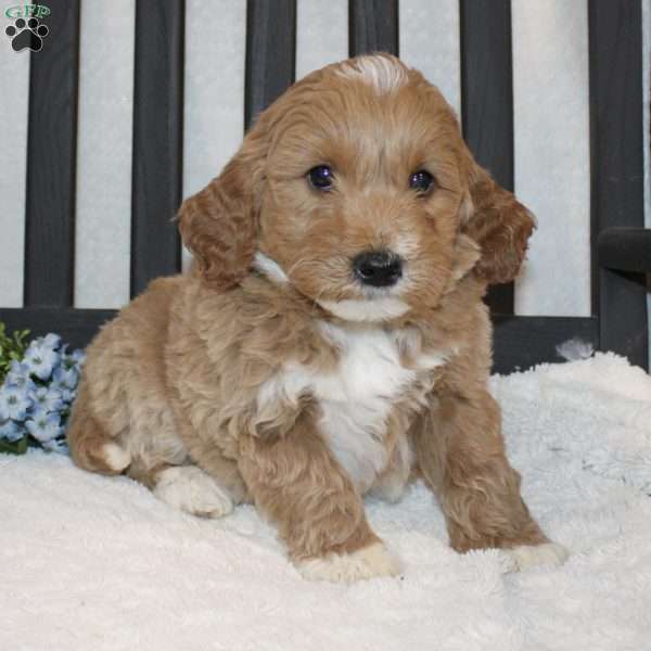 Amanda, Mini Goldendoodle Puppy