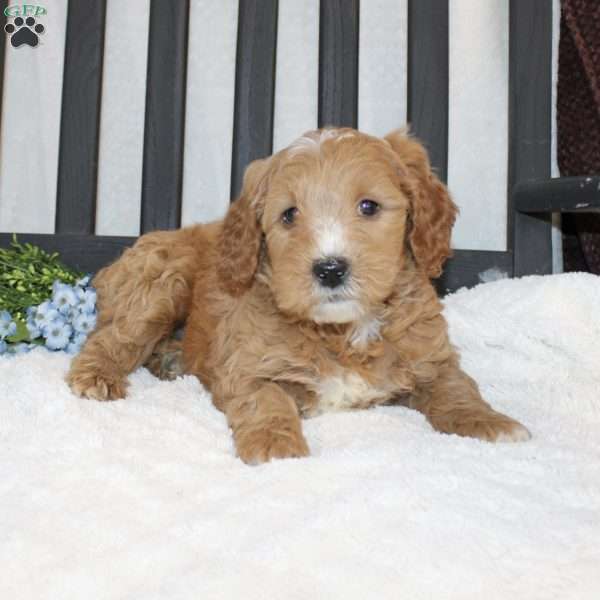 Pongo, Mini Goldendoodle Puppy