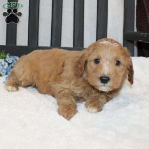 Parker, Mini Goldendoodle Puppy