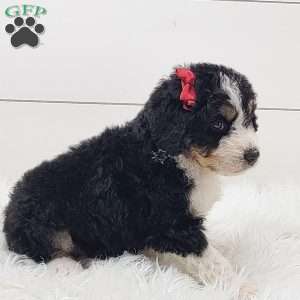 Indie, Bernedoodle Puppy