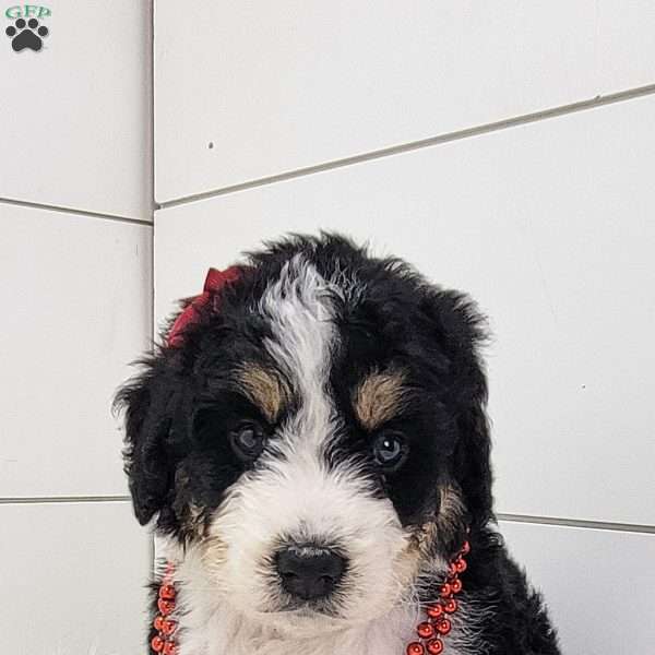 Indie, Bernedoodle Puppy