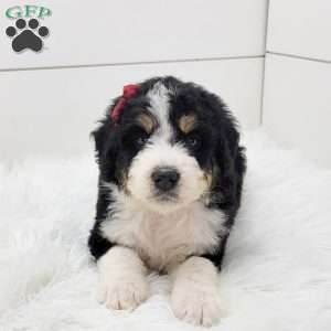 Indie, Bernedoodle Puppy