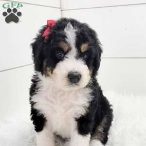 Indie, Bernedoodle Puppy