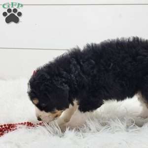 Indie, Bernedoodle Puppy