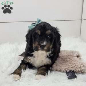 Skye, Bernedoodle Puppy