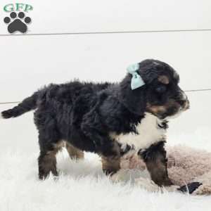 Skye, Bernedoodle Puppy