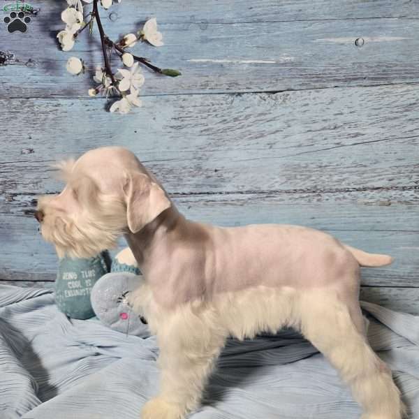 OLAF, Miniature Schnauzer Puppy