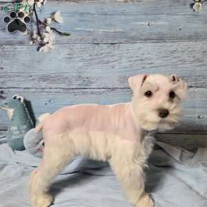 OLAF, Miniature Schnauzer Puppy