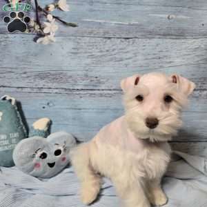 OLAF, Miniature Schnauzer Puppy