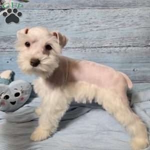 OLAF, Miniature Schnauzer Puppy