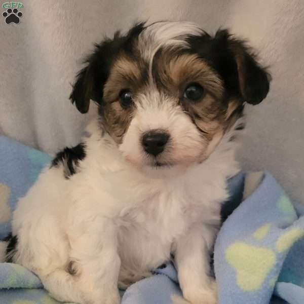 Nach, Yorkie-Chon Puppy