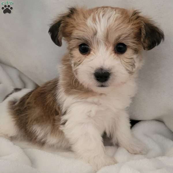 Nora, Yorkie-Chon Puppy