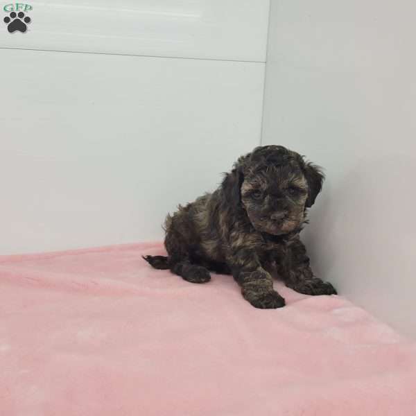 Heather, Havapoo Puppy