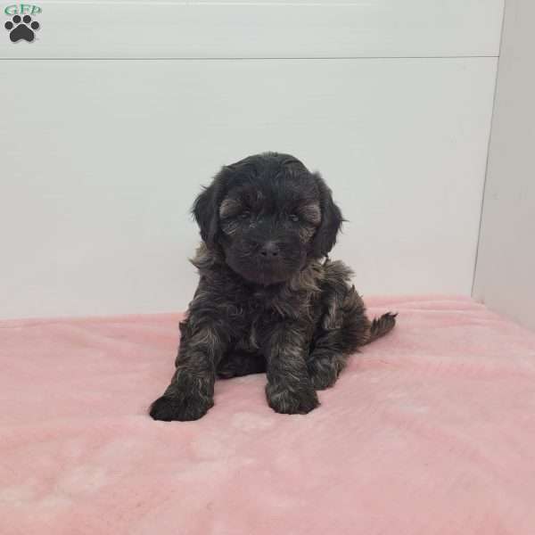 Hazel, Havapoo Puppy