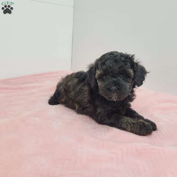 Haven, Havapoo Puppy