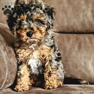 Lilac, Cavapoo Puppy