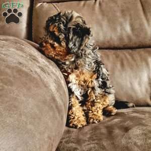 Lilac, Cavapoo Puppy