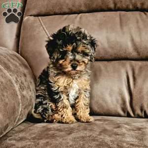 Lilac, Cavapoo Puppy