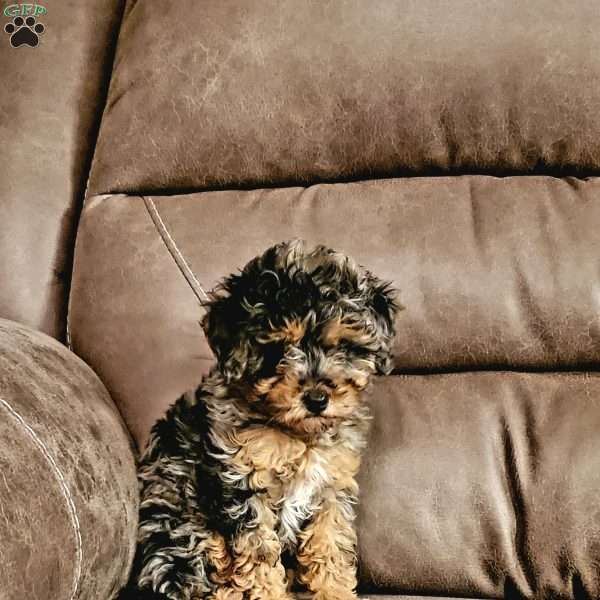 Lilac, Cavapoo Puppy