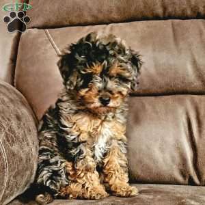 Lilac, Cavapoo Puppy