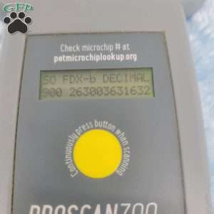 Marlin, Maltipoo Puppy