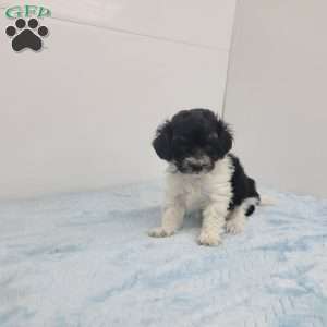 Marlin, Maltipoo Puppy