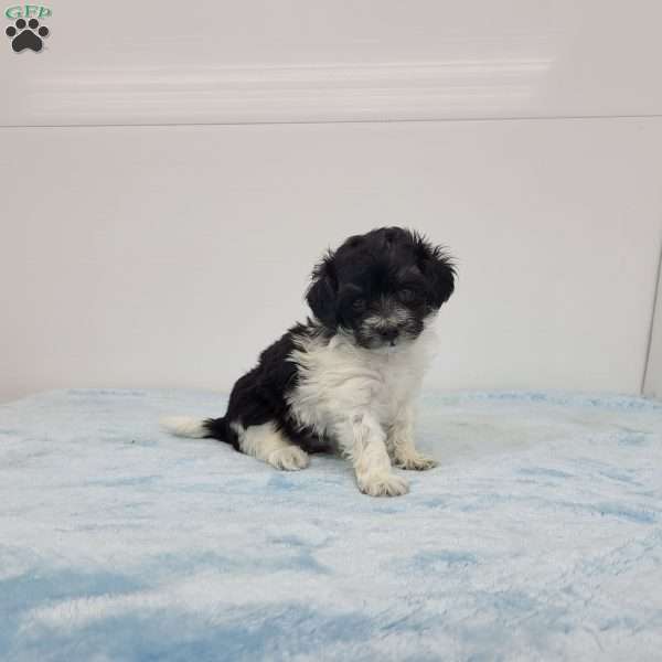 Marlin, Maltipoo Puppy
