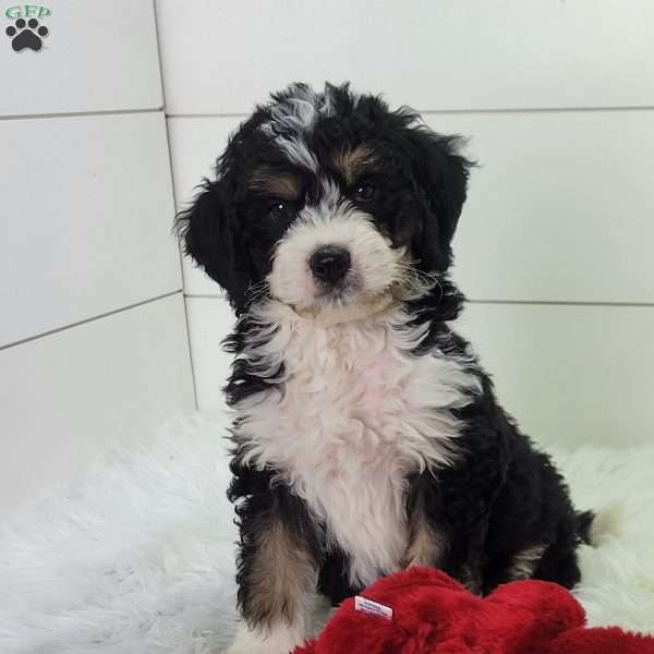 Scout, Bernedoodle Puppy