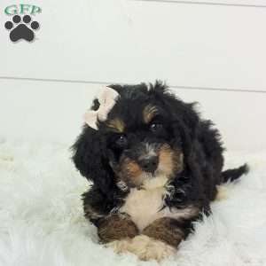 Skye, Bernedoodle Puppy
